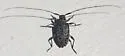 Hyperplatys aspersa - photo 4