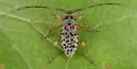 Hyperplatys aspersa - photo 5