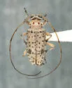 Hyperplatys californica