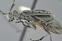 Hyperplatys californica - photo 4