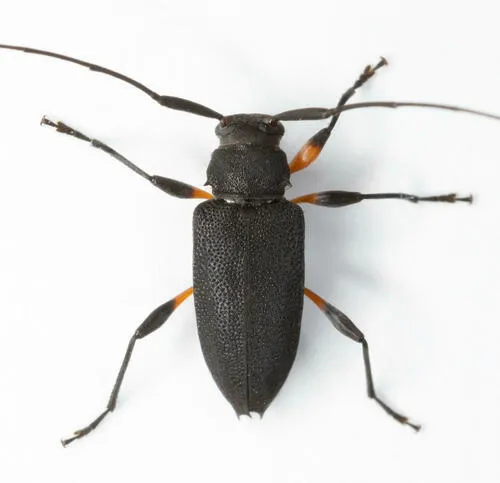 Hyperplatys femoralis