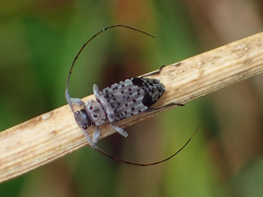 Hyperplatys maculata - photo 2