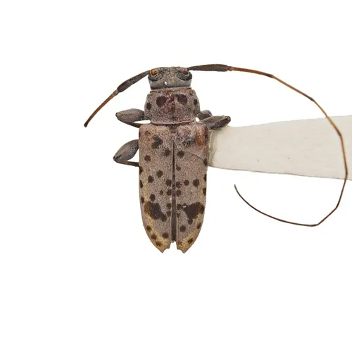 Hyperplatys montanus