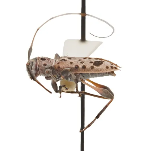Hyperplatys montanus - photo 2