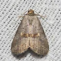 Yellow-spotted Graylet - Hodges#9039