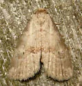 Yellow-spotted Graylet - Hodges#9039 - photo 2