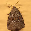 White-lined Graylet - Hodges#9035