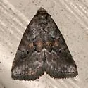 White-lined Graylet - Hodges#9035 - photo 2