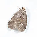 White-lined Graylet - Hodges#9035 - photo 3