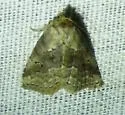 White-lined Graylet - Hodges#9035 - photo 5