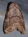 Dotted Graylet Moth - Hodges#9037 - Hyperstrotia pervertens