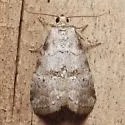 Dotted Graylet Moth - Hodges#9037 - photo 2