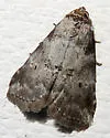 Dotted Graylet Moth - Hodges#9037 - photo 3