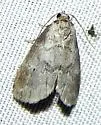 Dotted Graylet Moth - Hodges#9037 - photo 4