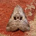 Black-patched Graylet Moth - Hodges#9040