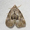Black-patched Graylet Moth - Hodges#9040 - photo 2