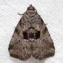Black-patched Graylet Moth - Hodges#9040 - photo 3