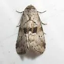 Black-patched Graylet Moth - Hodges#9040 - photo 4