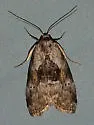 Black-patched Graylet Moth - Hodges#9040 - photo 5