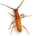 Hypexilis pallida - photo 2