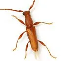 Hypexilis pallida - photo 3