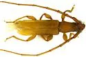 Hypexilis pallida - photo 4