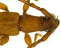 Hypexilis pallida - photo 5