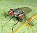 Hyphantrophaga virilis - photo 2
