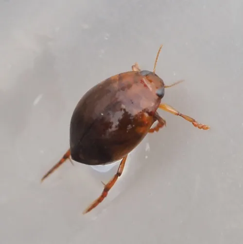 Hyphydrus ovatus - Hyphydrus ovatus