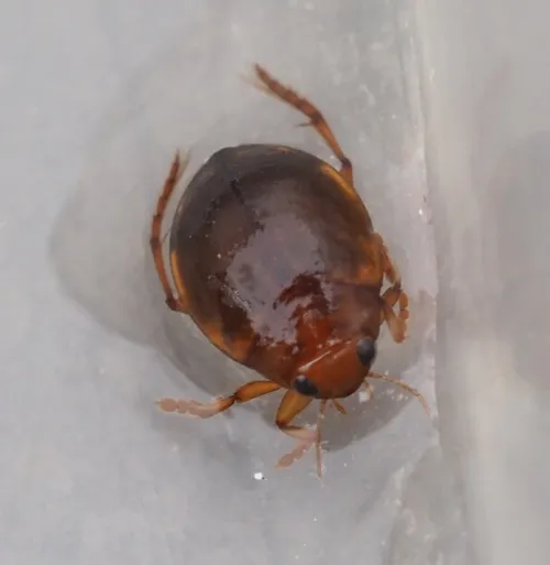 Hyphydrus ovatus - photo 2
