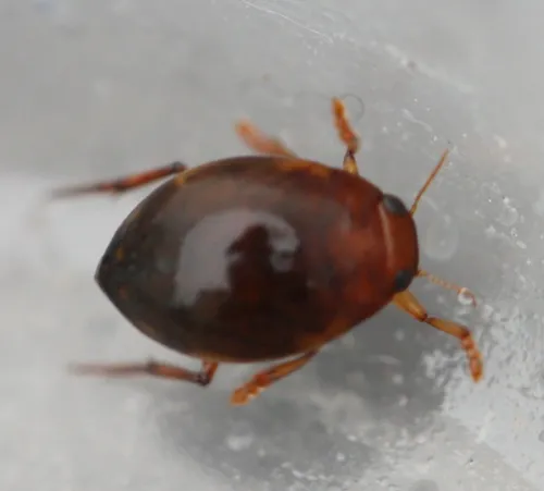 Hyphydrus ovatus - photo 4