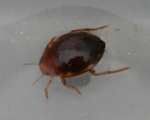Hyphydrus ovatus - photo 5