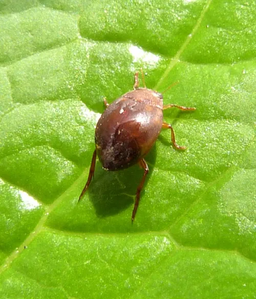 Hyphydrus ovatus - photo 7