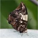 Silver-studded Leafwing
