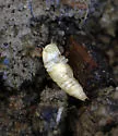 Abbreviated Wireworm - photo 3