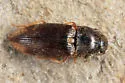 Abbreviated Wireworm - photo 4