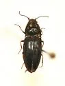 Abbreviated Wireworm - photo 5