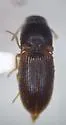 Hypnoidus bicolor - photo 2