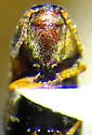 Hypnoidus bicolor - photo 3