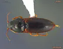 Hypnoidus bicolor - photo 4