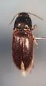 Hypnoidus bicolor - photo 5