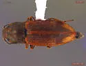 Hypnoidus impressicollis