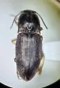 Hypnoidus impressicollis - photo 2