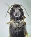 Hypnoidus impressicollis - photo 3