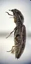 Hypnoidus impressicollis - photo 5