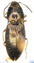 Hypnoidus nocturnus - photo 2