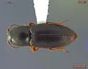 Hypnoidus rivularius