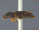 Hypnoidus rivularius - photo 2