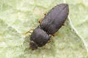 Hypnoidus squalidus - photo 2