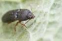 Hypnoidus squalidus - photo 3